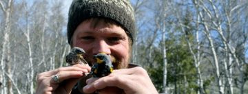 Songbirds may have “Borrowed” DNA to Fuel Migration