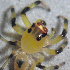 Spiders in Borneo – The guests of honor: Salticidae