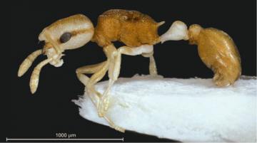 New ‘Pirate’ Ant Discovered in the Philippines