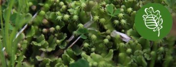 Herbarium: Bryophytes