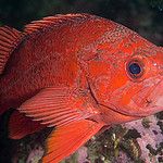 A new species of rockfish joins the “flock”