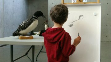 A child in a red sweatshirt sketches on an easel. He is looking at a taxidermied common loon.