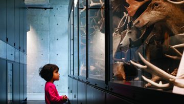 A child in a pink shirt looks at a cabinet of deer, elk, and sheep specimens.