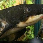 A trip to the home of the “Queensland lungfish”