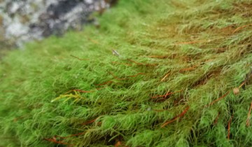 Schofield Bryophyte Foray: In the Eyes of a Student