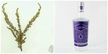 Gin Facts & Fictions