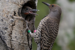 Nestlings in the nest: who is your father?