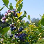 Blueberries and Unconscious Knowledge
