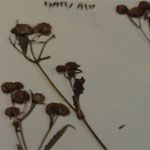 A workshop on how to identify rare plants
