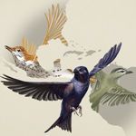 Frequent Fliers: Tracking Songbird Migration through the Americas