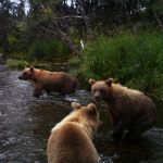 North to Alaska, a Sustainable Fishery, Migrating Salmon, and Grizzly Bears