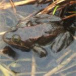 Oregon Spotted Frog