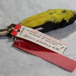 Rare Event: Repatriation of Avian Type Specimen