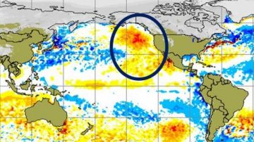 Warm Blob Pacific Ocean. Image Courtesy of The Weather Network.
