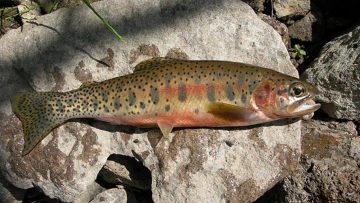 One Hundred (fish!) – Restoring native westslope cutthroat trout in Canada’s Rocky Mountain Parks