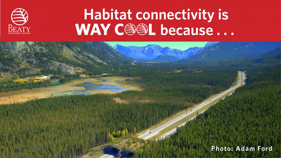 Habitat connectivity is way cool because…