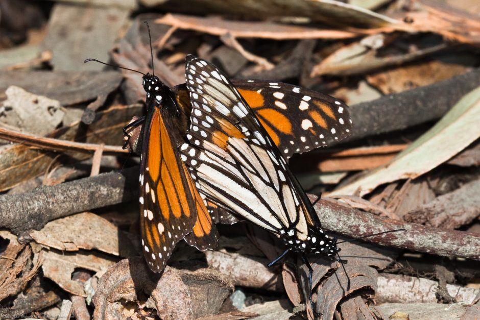 The Monarch Butterfly And Spermataphores 0350