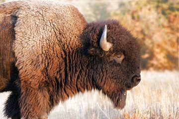 American Bison: The Art Of Tending