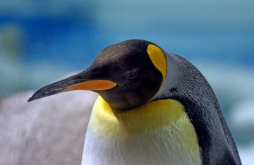 Emperor penguin. Photo Credit: Bernard Spragg