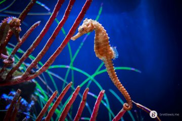 Seahorses Are Pregnant Fathers