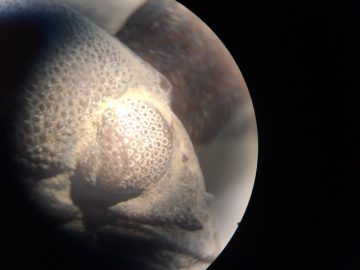 Schizochroal eye of a trilobite (Phacops rana)| Photo Credit: David Turner