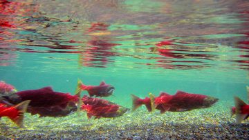 Fraser River Sockeye Salmon Scrutinized at Species at Risk Meeting