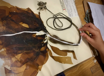 Herbarium Collection BioBlitz!