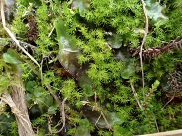 The 9th Annual Schofield Bryophyte Foray: Haida Gwaii