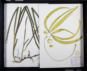Two pressed specimens of eelgrass and bull kelp.