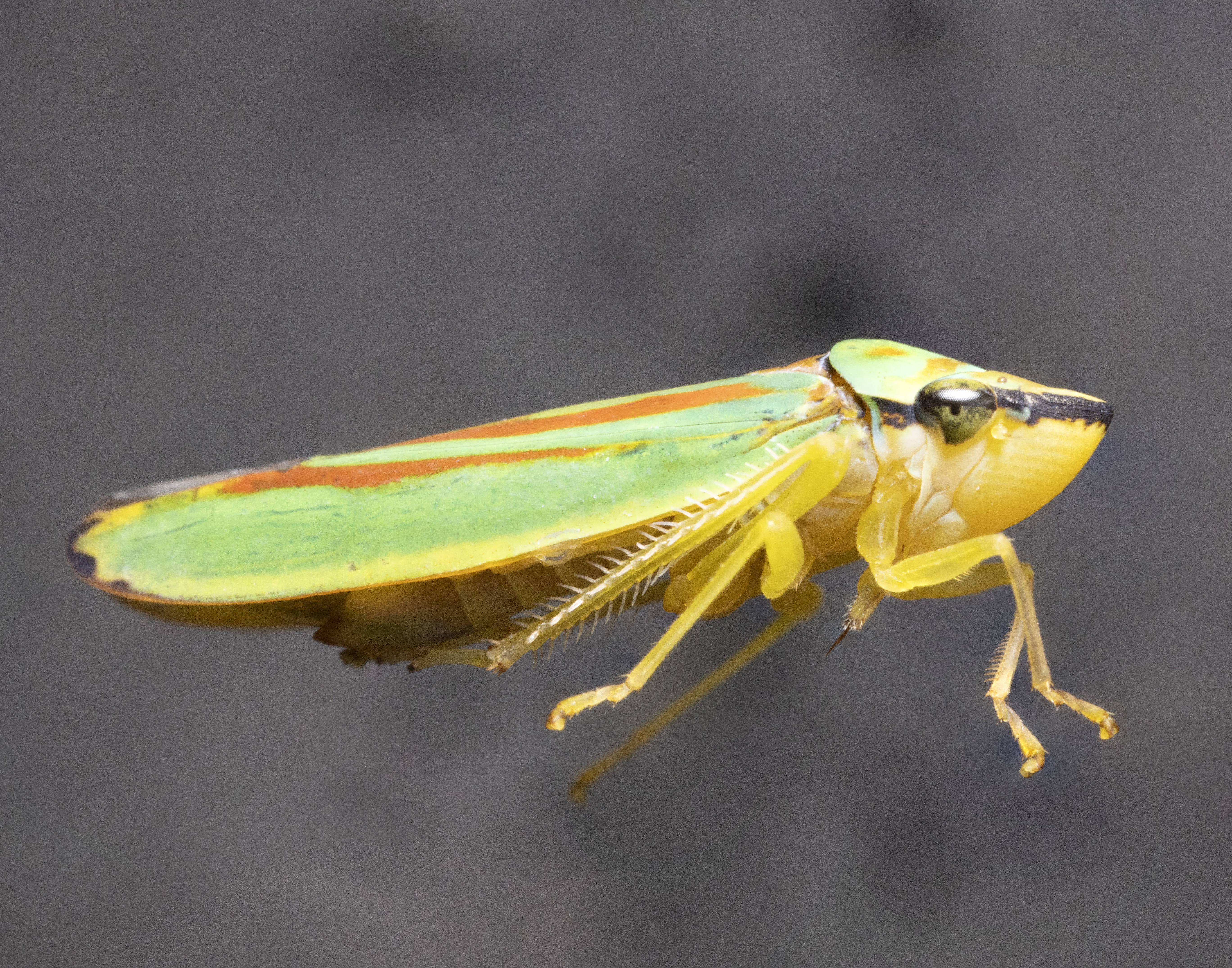 A Colourful Cicadellid