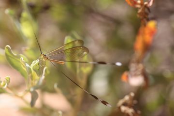Spoon-winged lacewing