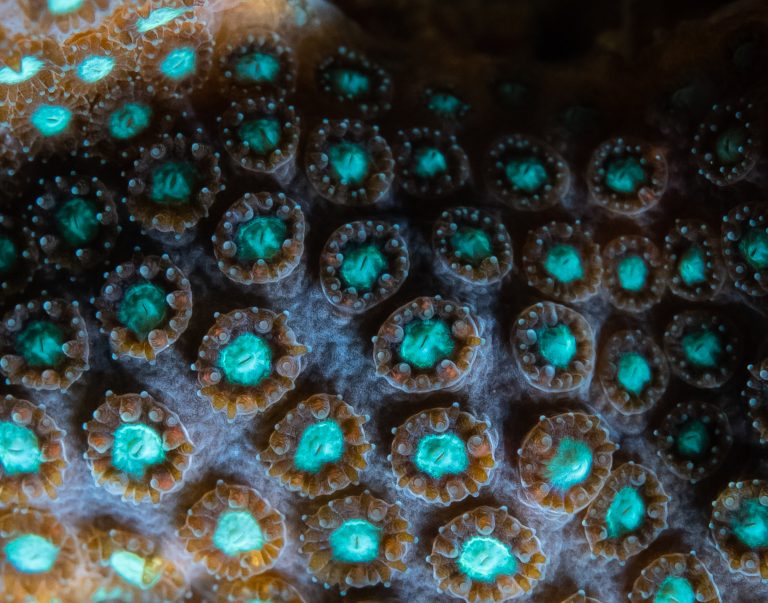 The complex symbiotic relationships in corals – Patrick Keeling