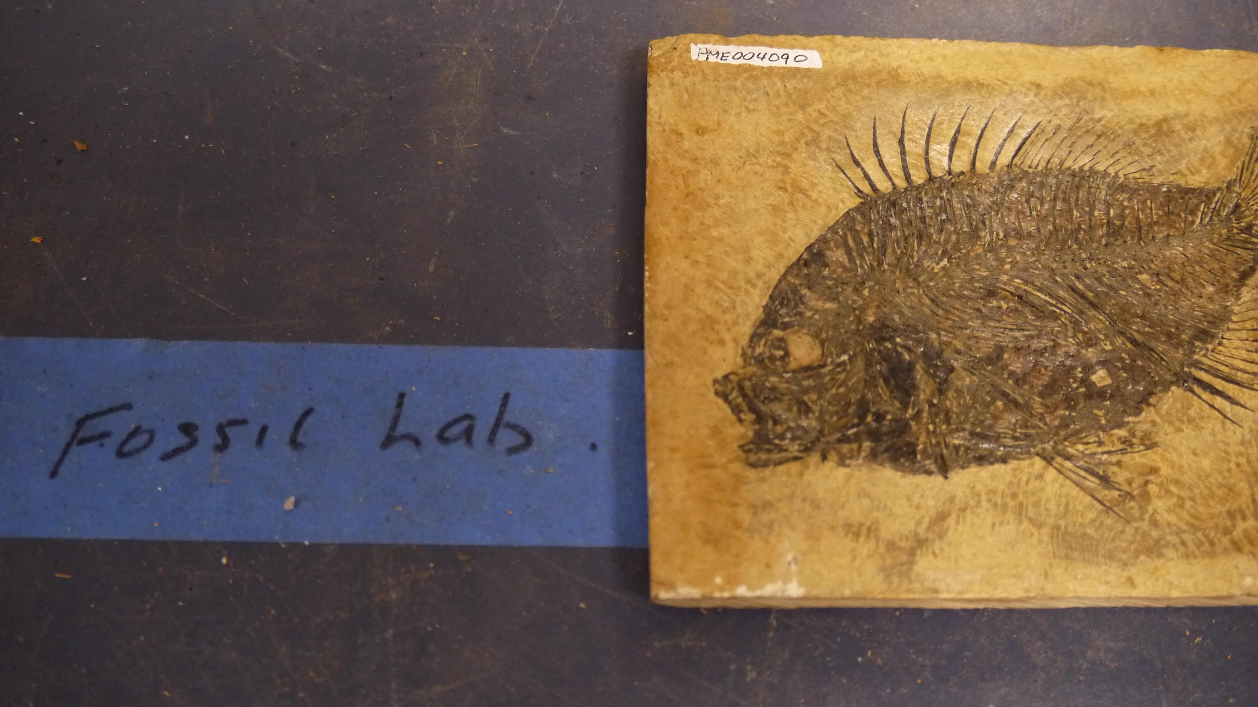 Welcome to the Fossil Lab!