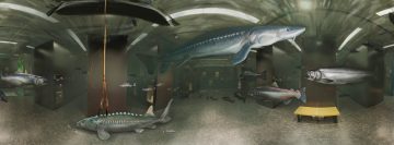 An immersive photo illustration of the museum's fish collection and an underwater view of a river with salmon, sea lions, eulachon, and sturgeon.