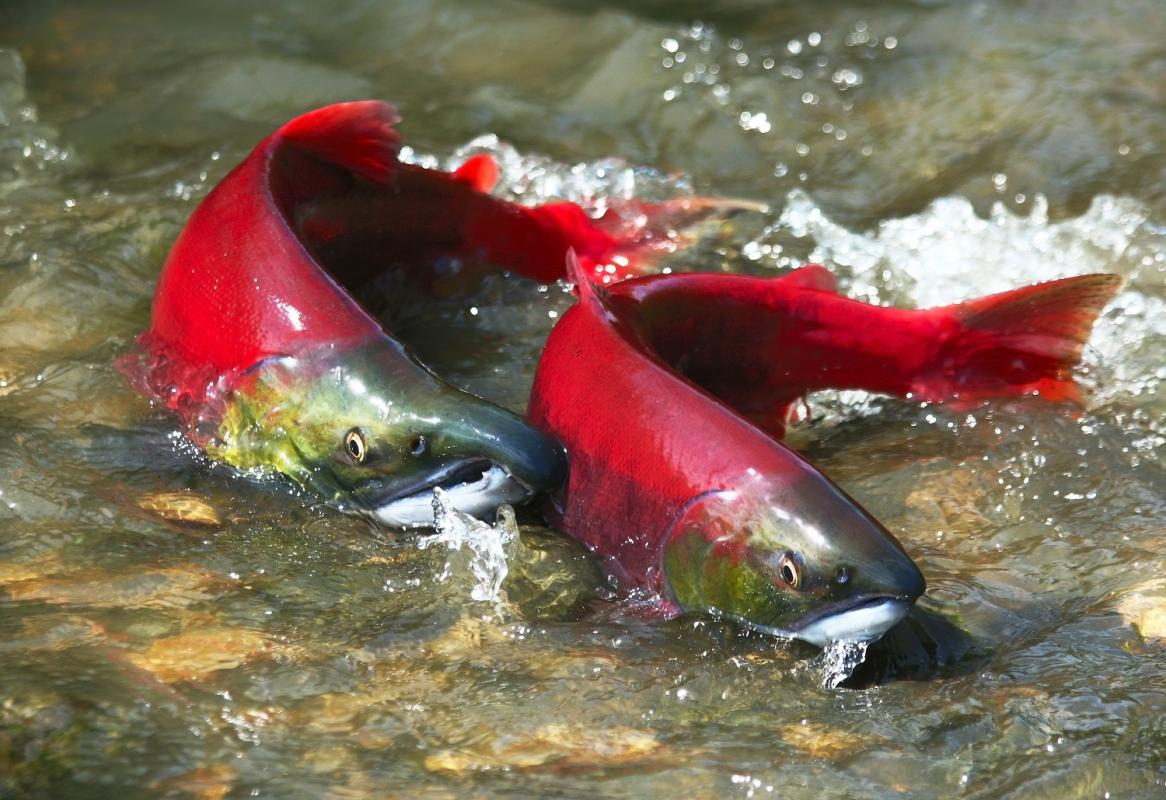 The (poor) state of BC's Pacific salmon and steelhead trout