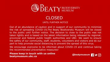 Red background with white text that reads: Out of an abundance of caution and in support of our community to minimize the risk of spreading COVID-19, the Beaty Biodiversity Museum will be closed to the public until further notice. The decision to close to the public was not taken lightly and is based on the latest information being released by regional, provincial and federal public health authorities and UBC. We want to ensure the safety of our community, staff, students, volunteers and visitors and do our part to help promote social distancing to prevent the spread of this virus. We will re-evaluate this decision periodically and keep you informed of any change. We encourage everyone to be informed about COVID-19 and continue taking the recommended preventative measures!