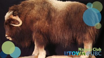 Musk Ox; Ovibos moschatus; a taxidermy mount of an adult musk ox