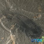 Marrella; Marella splendens; a marine invertebrate fossil impression in grey slate