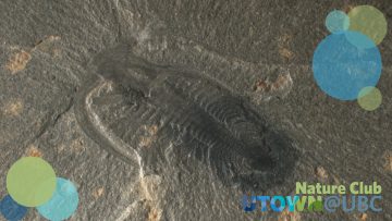 Marrella; Marella splendens; a marine invertebrate fossil impression in grey slate