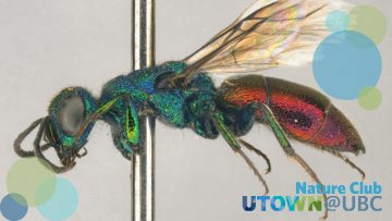 Cuckoo wasp; Chrysis provancheri; a green wasp with red abdomen on a pin.