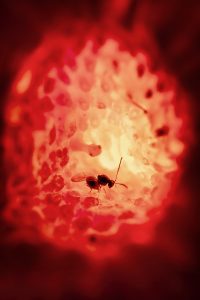 BRC Community’s Choice is Warren Wong (UBC-V, Carillo Lab), for the photograph "Intimacy between Parasitoid and Host"