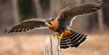 Falcons in Waist Coats