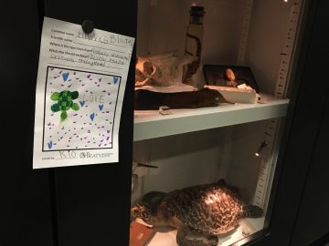 A visitor-created exhibit label about a turtle is posted beside a museum display with a hawksbill sea turtle.