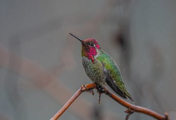 Anna's hummingbird, Calypte anna. Photo by Sunny Zhang