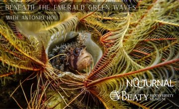 Nocturnal – Beneath the Emerald Green Waves with Antonio Hou