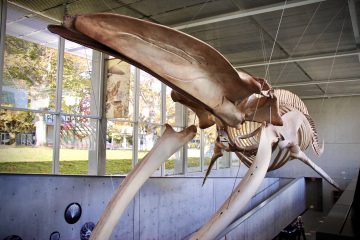 A hanging blue whale skeleton at the Beaty Biodiversity Museum in summer daylight.