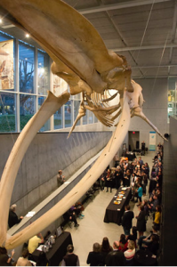 The blue whale skeleton at dusk, hanging above guests who are enjoying snacks and listening to a speaker.