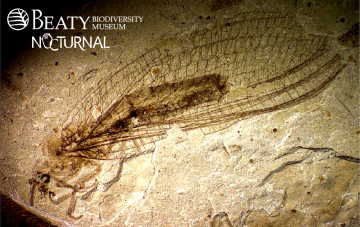 Beaty Nocturnal: Fossils with Dr. Bruce Archibald