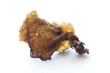 Herbarium: Fungi & Lichen | Spring Break 2024